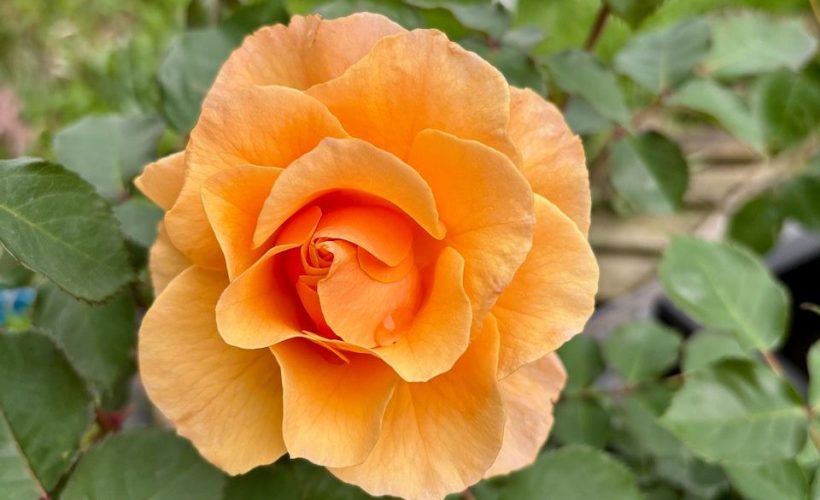 roses in pots